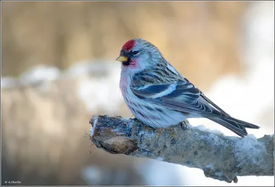 Птицы зимой, чечетка обыкновенная, Common Redpoll - YouTube