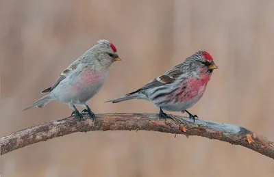 Пепельная чечётка - eBird