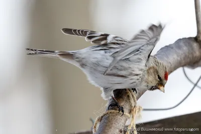 Чечётка, Acanthis flammea flammea, Common Redpoll | Москва, … | Oleg  Nabrovenkov | Flickr