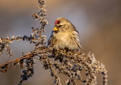 Чечетка птица самка и самец - картинки и фото poknok.art