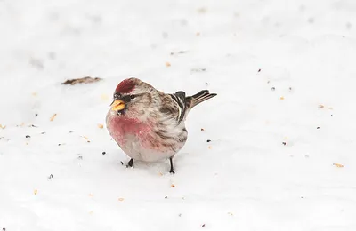 Птицы в кадре on Instagram: “Обыкновенная чечетка, Common Redpoll, Acanthis  flammea ⠀ Пташки эти в городах зимой довольно обычны. Налетят они больш… |  Animals, Bird