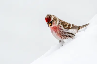 Пепельная чечетка: зимние фото из Куркино « Fotoparus