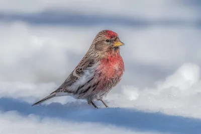 Что едят чечетки. Carduelis flammea. | BirdWatch.by