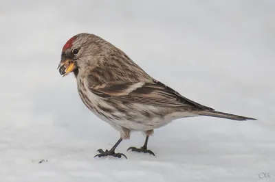 Чечётка (Acanthis flammea). Птицы Беларуси.