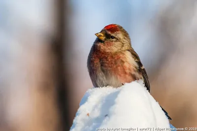 Чечетка (Acanthis flammea). Фотогалерея птиц. Фотографии птиц России,  Беларуси, Украины, Казахстана, Таджикистана, Азербайджана.