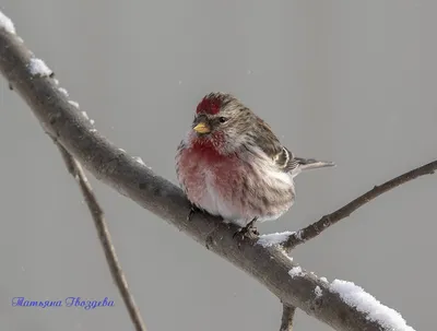 Малая чечётка - eBird