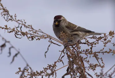 Файл:Carduelis flammea CT6.jpg — Википедия