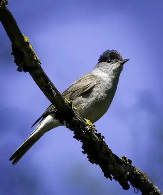 Славка-черноголовка / Sylvia atricapilla / Blackcap | Flickr