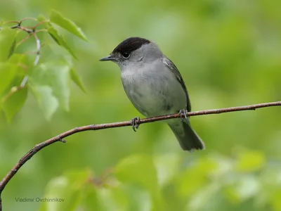 Eurasian blackcap - Славка-черноголовка | Vladimir Ovchinnikov | Flickr