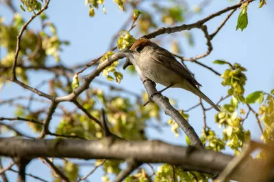 Жаворонки, ласточки, славки/Славка-черноголовка -  Blackcap/11_DSC1295_Blackcap_scanning_86pc