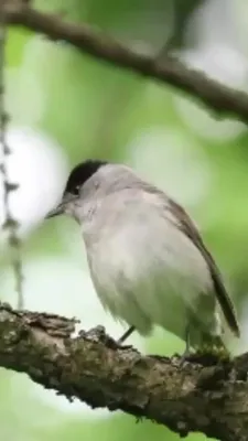 Славка-черноголовка (Sylvia atricapilla) Blackcap - Славковые (Sylviidae) -  Воробьеобразные Passeriformes - Классификатор птиц Таганрога и  Неклиновского района - Птицы Ростовской обл.В основе-Птицы  Таганрога/Некл.р-на