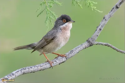 Птица Blackcap на ветви стоковое изображение. изображение насчитывающей  окуни - 63464853