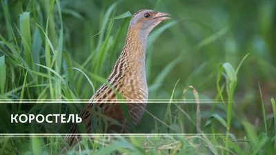 Коростель (Corncrake) - YouTube