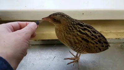 Bird_and_birds. - Коростель (дергач), самец; лат. Crex crex; англ. Corn  crake, corncrake or landrail, male. Эту птицу слышали практически все, но  видели очень немногие. В брачный период самец издает сильный многократно  повторяющийся