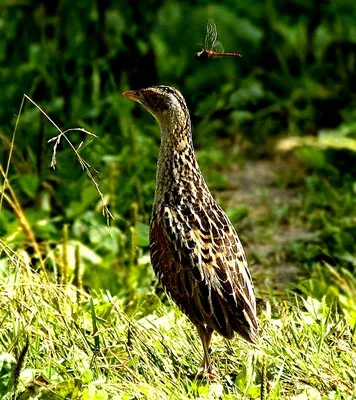 Corncrake (Crex crex) - YouTube