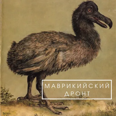 Генетики выбрали новую цель для воскрешения - птицу додо