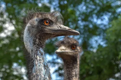 Файл:Emu showing feet.jpg — Википедия