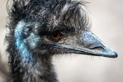 Emu Птица Большой Крупным Планом Низкий Угол Голову Лицо Вертикальной —  стоковые фотографии и другие картинки Большой - iStock