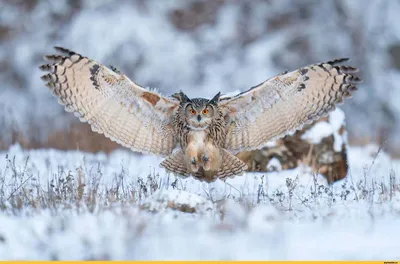 Обыкновенный филин (Bubo bubo). Птицы Сибири.