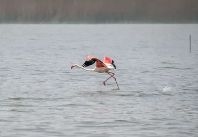 Причудливая Птица Розовый фламинго украшение для дома и сада водоворот  абсолютно Великолепная уникальная динамическая вращающаяся птица вихревой  реквизит птица | AliExpress