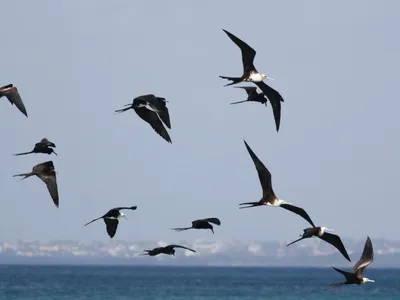 Рождественский фрегат - eBird