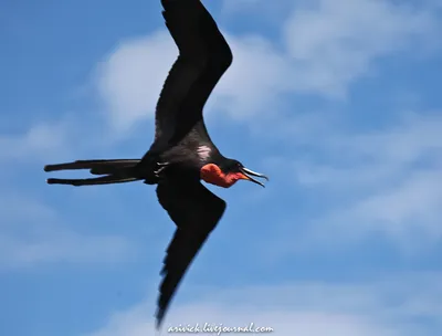 Вознесенский фрегат - eBird