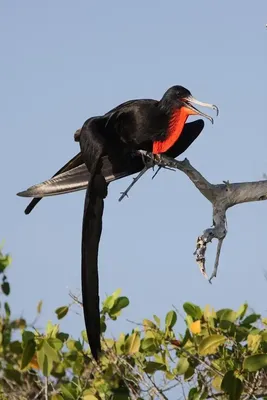 Yourroadabroad - #frigatebird #frigate #птица #фрегат #bird, #nature ,  #sea, #africa, #ocean, #море, #африка, #nikon, #birdwatching, #nikonrussia,  #instagramnikonrussia, #natgeotravel, #natgeo, #natgeoru, #nofilter,  #nature, #wildlife, #marine, #sky ...