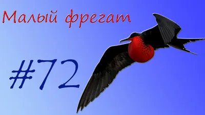 картинки : крыло, мужской, Дикая природа, клюв, Фауна, аист, Крупным  планом, Позвоночный, Ibis, Водяная птица, И частично, Morffew, Природные,  Галапагос, Показ, Northseymourisland, Великолепная птица, фрегат,  Ciconiiformes 3342x2846 - - 268352 ...