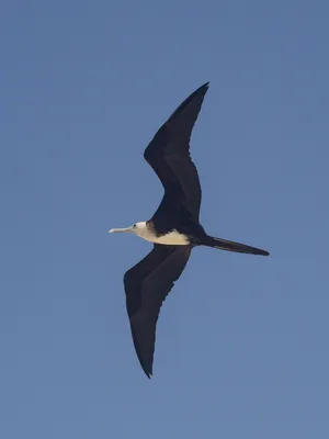 Magnificent Frigatebird (male) / Великолепный фрегат (самец) Фрегатные птицы  единственные морские птицы, у которых самец и самка выглядят поразному У  самок темная голова и светлое оперение на груди Период размножения  Великолепного фрегата