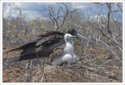 Вознесенский фрегат - eBird