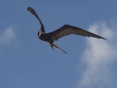 Magnificent frigatebird - Juvenile (stage 1) / Великолепный фрегат Почему  их называют Frigatebirds? Слово фрегат происходит от названия французских  моряков птицы La Frégate фрегата или быстрого военного корабля Этимологию  названия дал французский