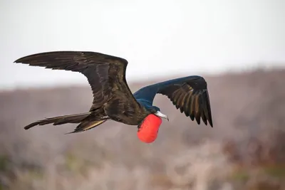 Фрегат-ариель (ariel/iredalei) - eBird