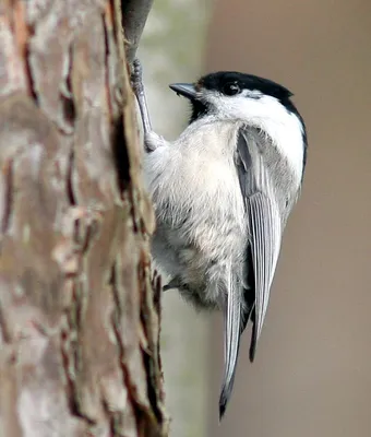 Буроголовая гаичка (пухляк) Parus montanus Willow Tit