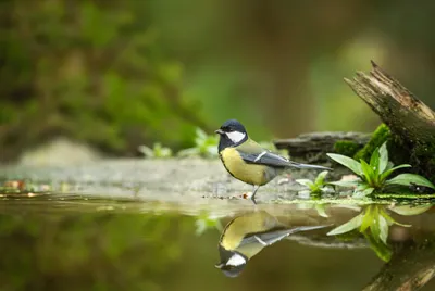 Синичка гаечка птицы - картинки и фото poknok.art