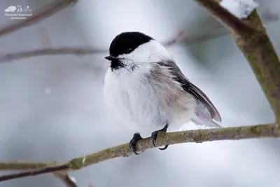 🦅🦆🕊🦉Птицы, которых можно ждать зимой на кормушке: 1. поползень;  2.пищуха; 3.малый.. | ВКонтакте