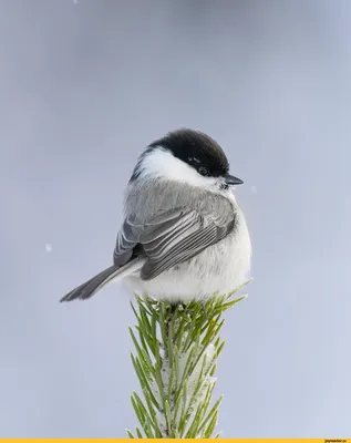 городские птицы | Wild Nature Photo