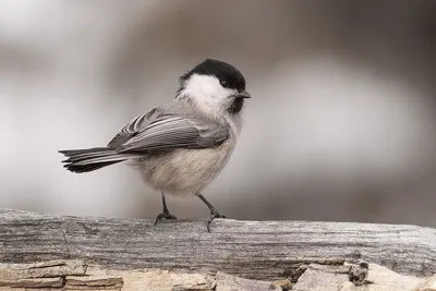 Гаечка. Фотограф Марина Огнева