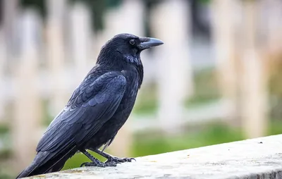 Любители птиц - #Галка / #Jackdaw (лат.Coloeus monedula)... | Facebook