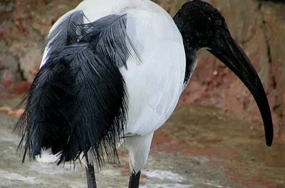 Blackheaded птица Ibis в природе Стоковое Фото - изображение насчитывающей  ибис, головка: 214872470