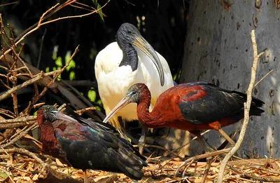 Солома-necked птица Ibis стоковое изображение. изображение насчитывающей  клюв - 59119093