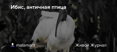 Гигантская птица Ибис, сидящая на проводе Стоковое Изображение -  изображение насчитывающей ибис, гигантско: 251008635