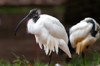 File:Eudocimus ruber - Scharlachsichler - Scarlet Ibis.jpg - Wikimedia  Commons