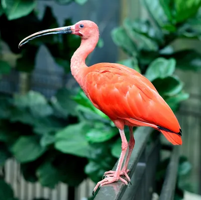 Глянцевая Ибиса (Plegadis Falcinellus) - Болотная Птица В Семье Ibis. Это  Наиболее Распространенные Виды Ibis, Размножающиеся В Европе, Азии, Африке,  Австралии И В Атлантическом И Карибском Бассейнах Северной И Южной Америки.  Фотография,