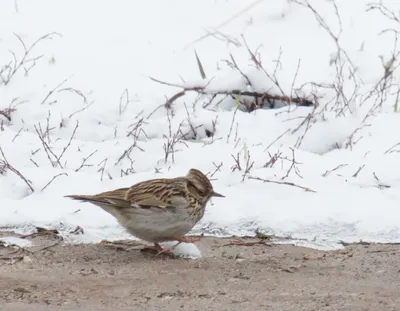 Skylark vs Woodlark - Дневник наблюдений птицДневник наблюдений птиц