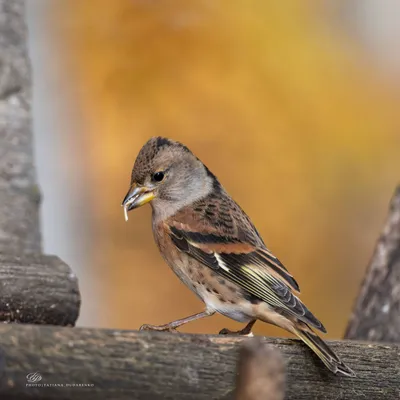 Юрок (Fringilla montifringilla). Птицы Европейской России.