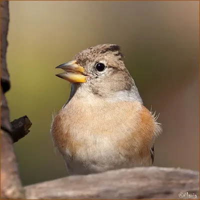 Юрок (Fringilla montifringilla). Птицы Сибири.