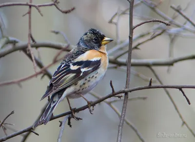 Юрок (Fringilla montifringilla). Птицы Дальнего Востока России.