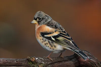 Юрок (Fringilla montifringilla). Птицы Сибири.