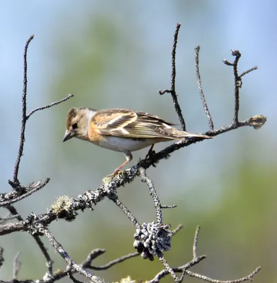 Юрок (Fringilla montifringilla) 📷 Михаил Ездаков | Орнитология. Птицы мира  | ВКонтакте