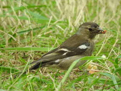 Юрок (Fringilla montifringilla). Фотогалерея птиц. Фотографии птиц России,  Беларуси, Украины, Казахстана, Таджикистана, Азербайджана.